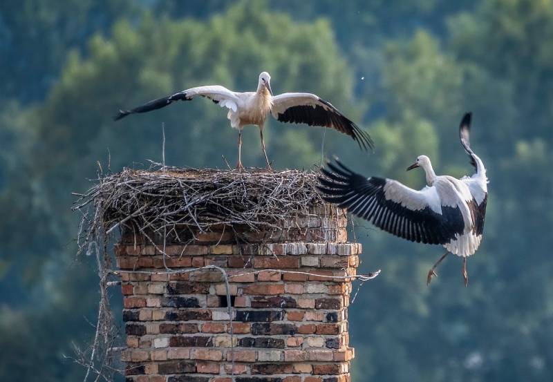Professional Chimney Animal Removal Services in Belmont, Massachusetts
