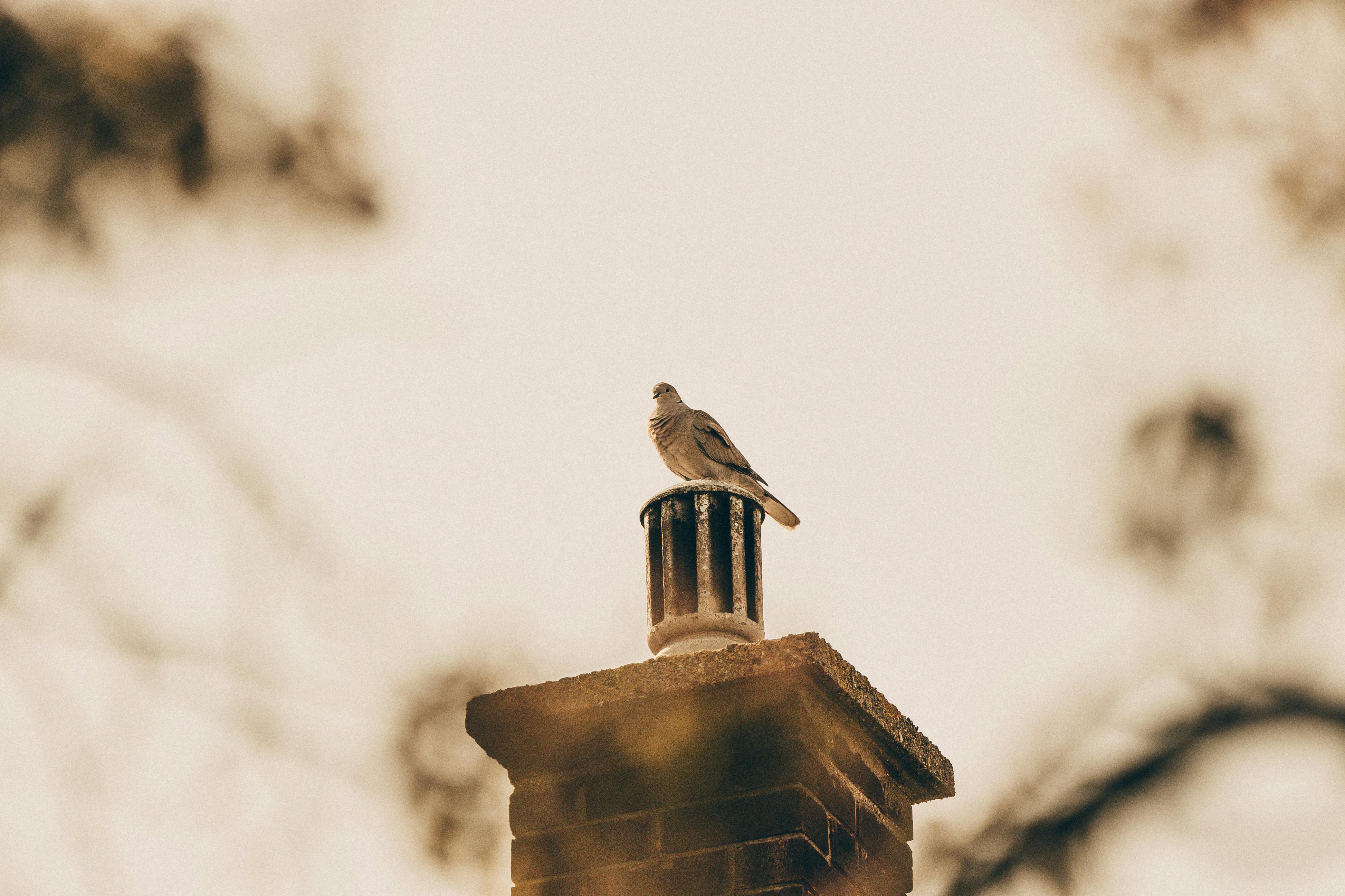 Professional Chimney Cap Installation Services in Belmont, MA Expert Chimney Cap Installation in Belmont, Massachusetts